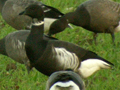 Black Brant